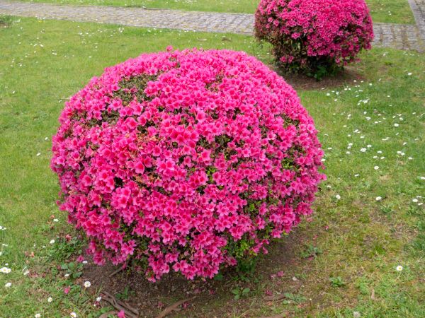 Rhododendron Pruning in State College