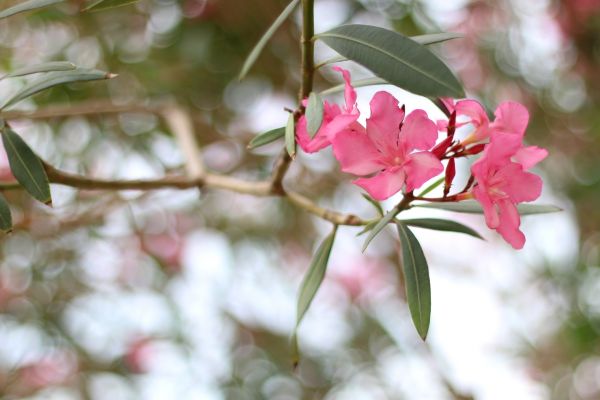 Oleander Removal in State College