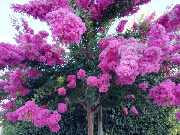 Crape Myrtle Pruning in State College