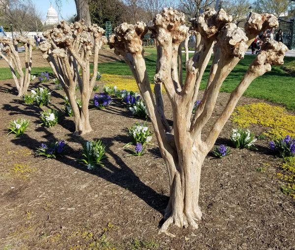 Myrtle Tree Removal in State College