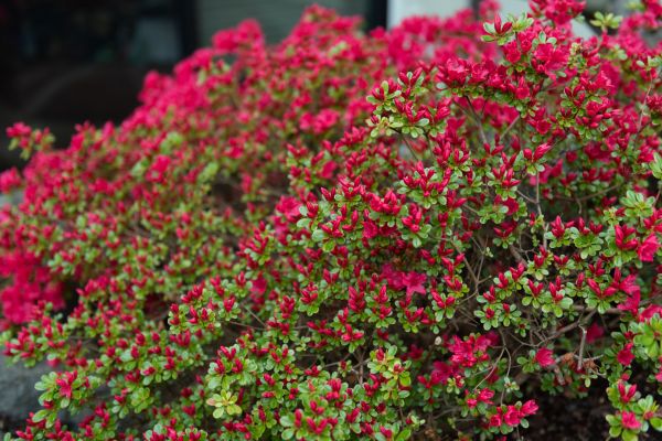 Weigela Removal Service in State College
