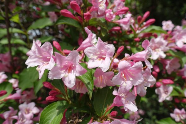 Weigela Pruning Service in State College