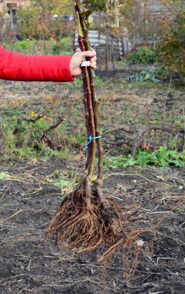 Shrub Root Removal in State College