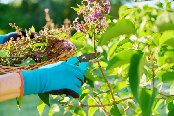 Lilac Trimming Service in State College