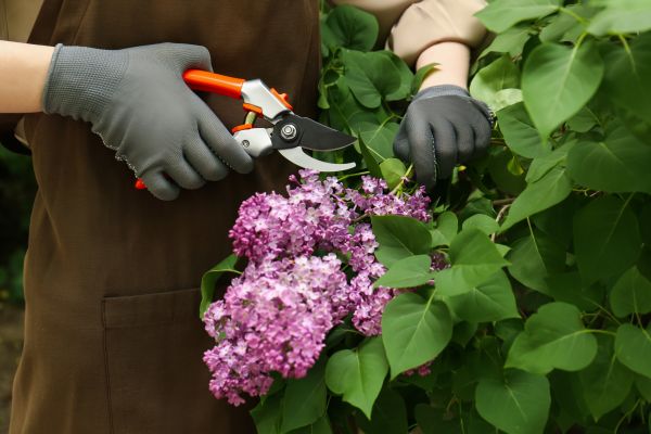 Lilac Pruning Service in State College