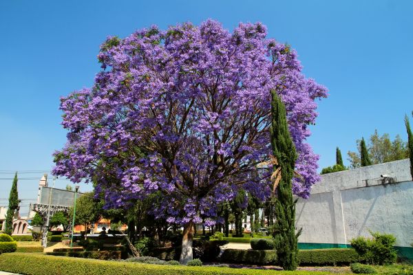 Jacaranda Pruning in State College