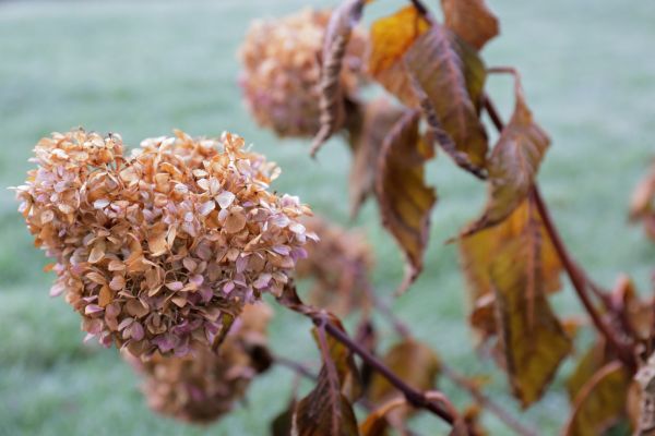 Hydrangea Removal in State College