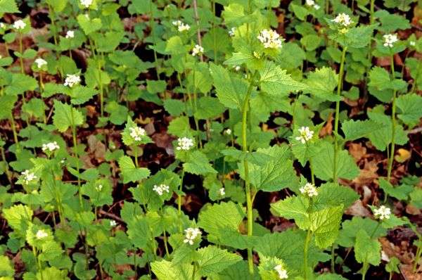 Garlic Mustard Removal in State College