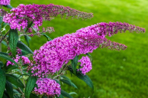 Butterfly Bush Removal in State College