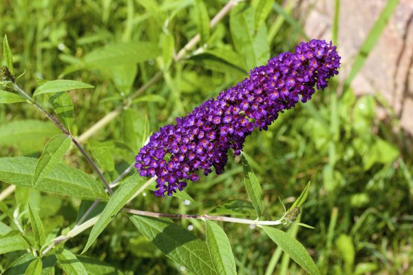 Butterfly Bush Pruning in State College
