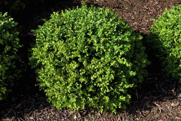 Boxwood Removal in State College
