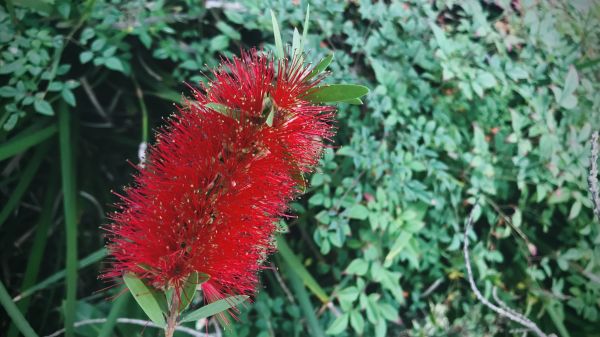 Bottlebrush Pruning in State College
