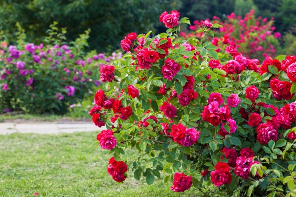 Shrub Trimming in State College