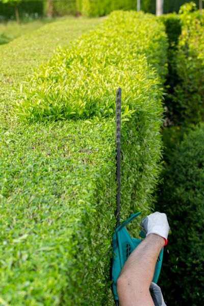 Hedge Trimming in State College
