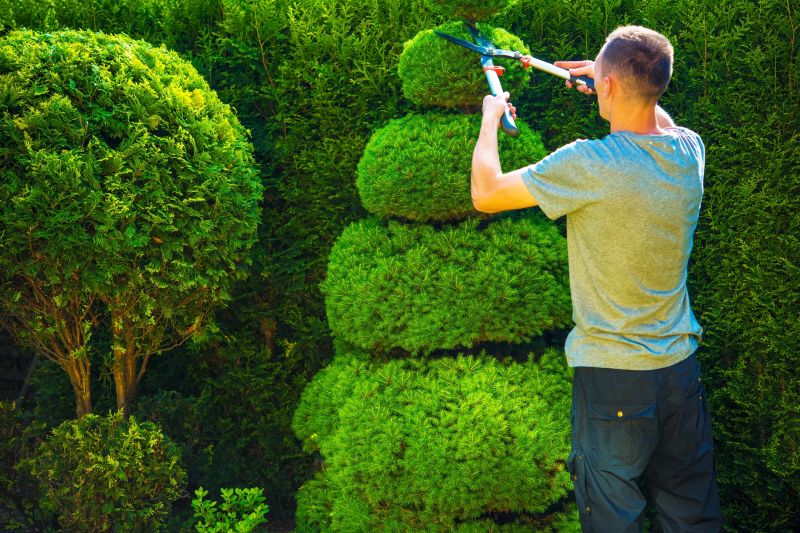 Trimmed Shrubs in a Residential Yard